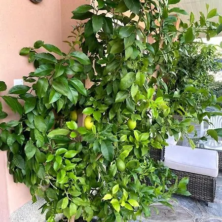 The Lemon Trees House *
